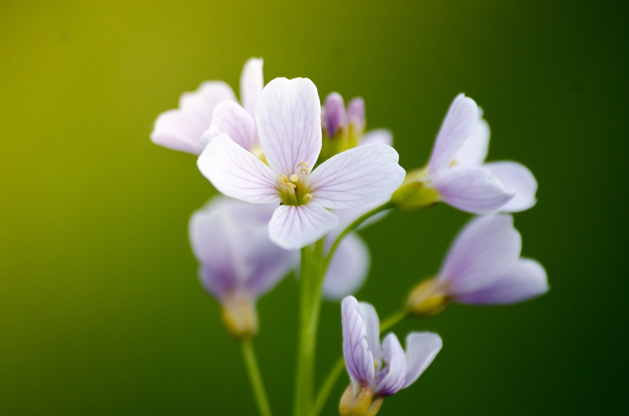 nature  flower  plant free photo