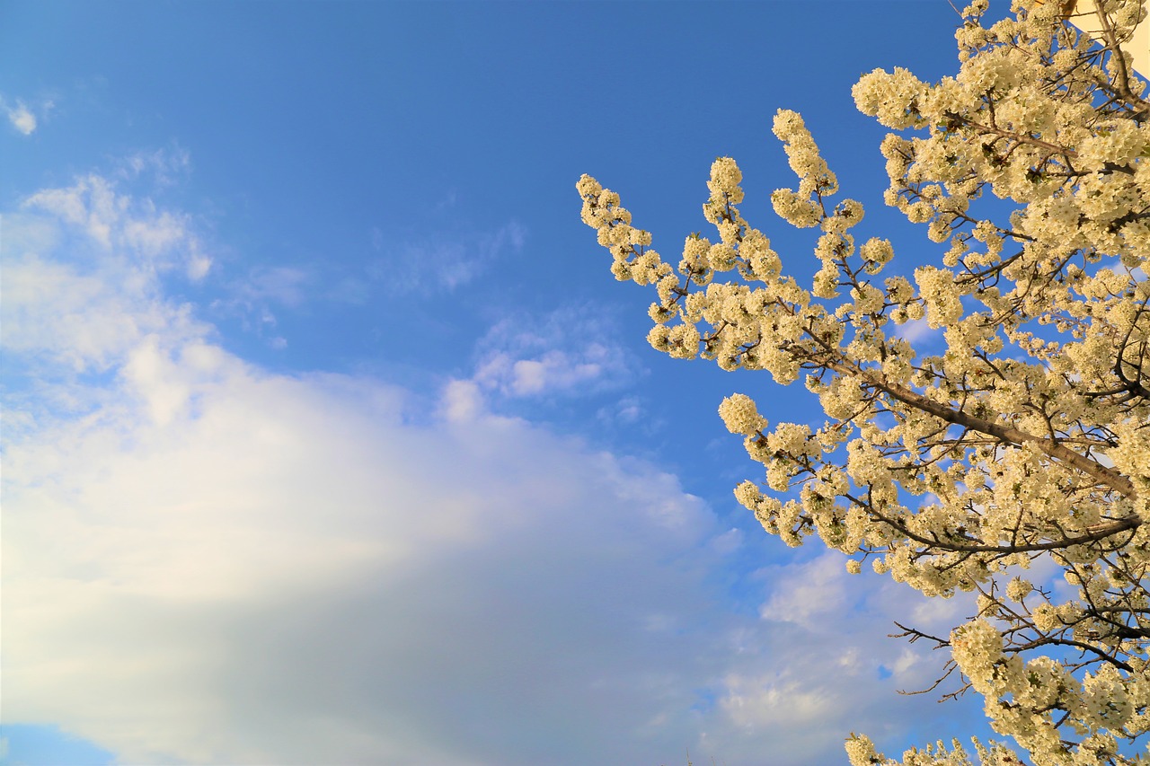 nature  sky  blue sky free photo