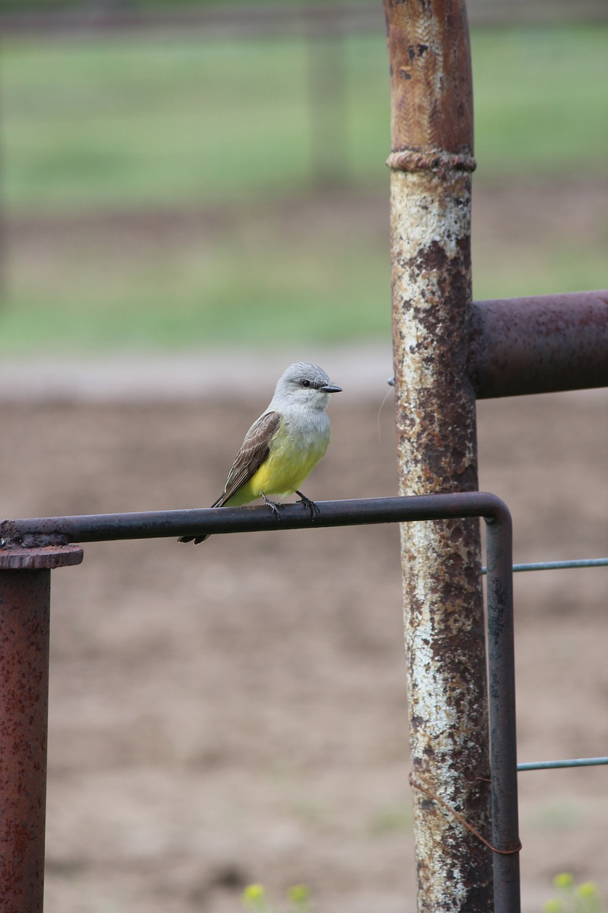 nature  bird  outdoors free photo