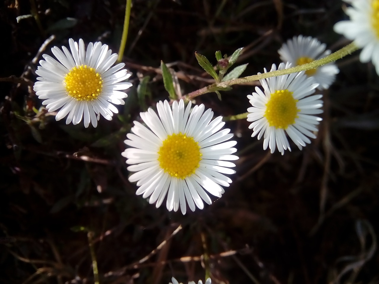 nature  flora  flower free photo