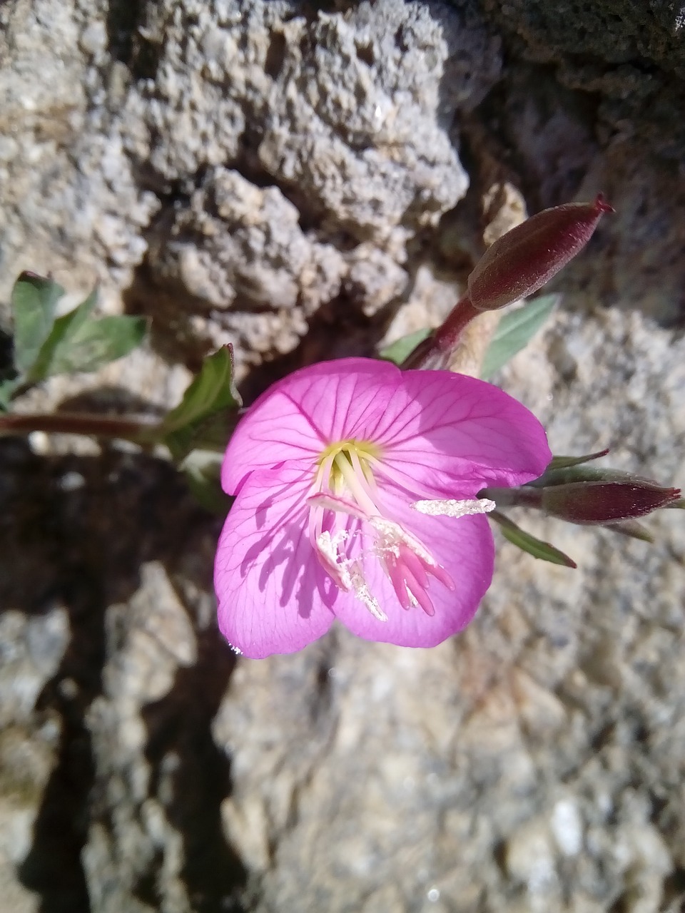 nature  flora  flower free photo