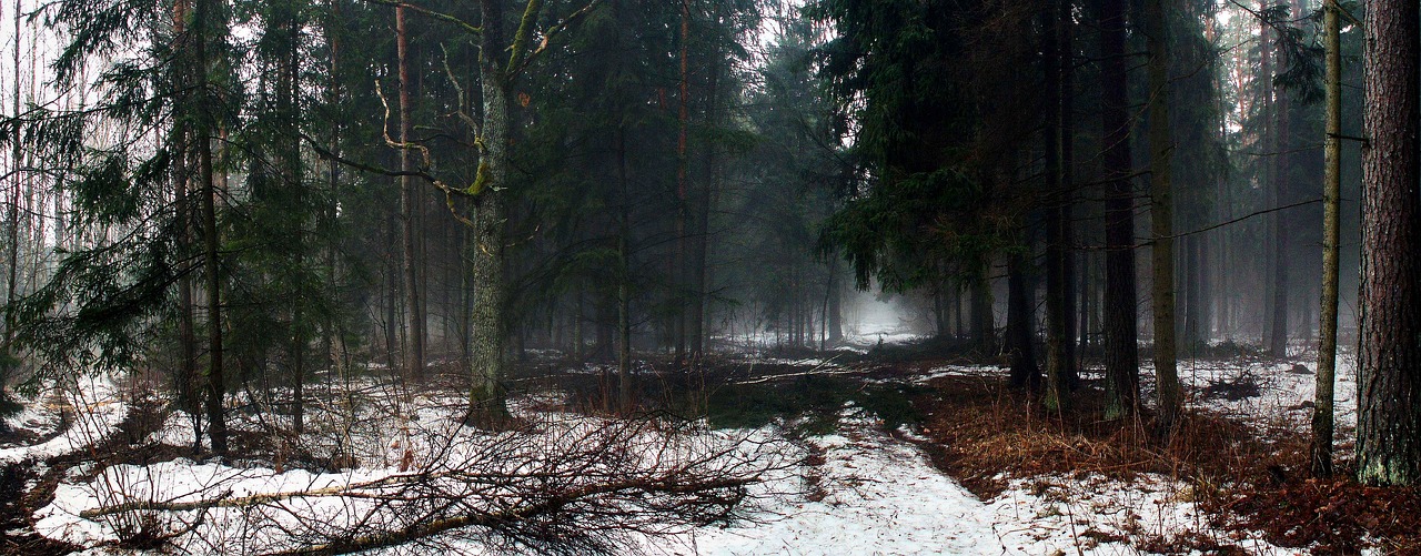 nature  tree  panoramic free photo