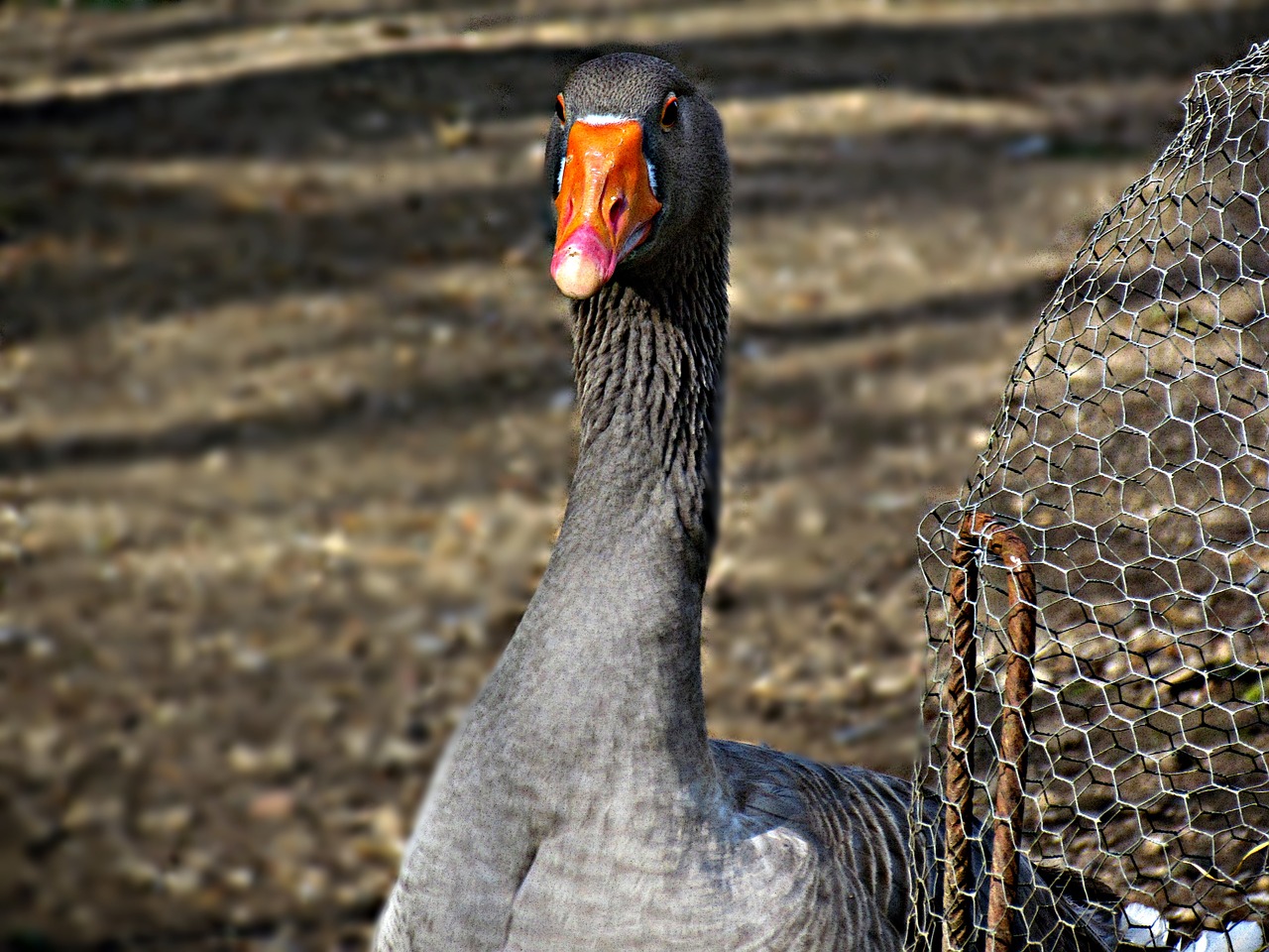 nature  birds  animals free photo