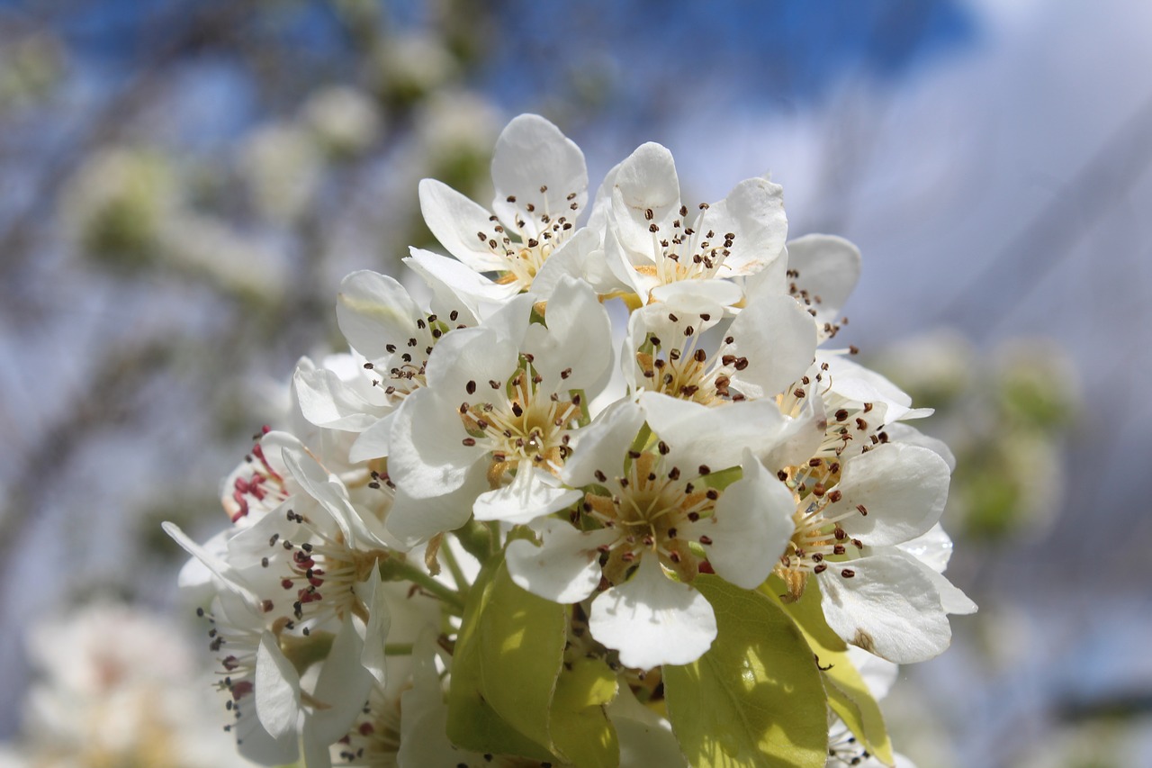 nature  flower  plant free photo