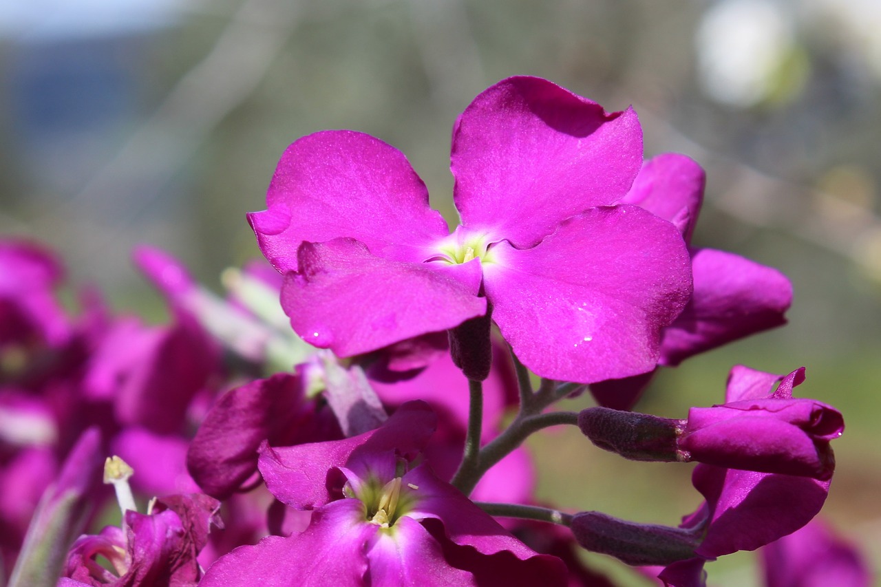 nature  flower  plant free photo