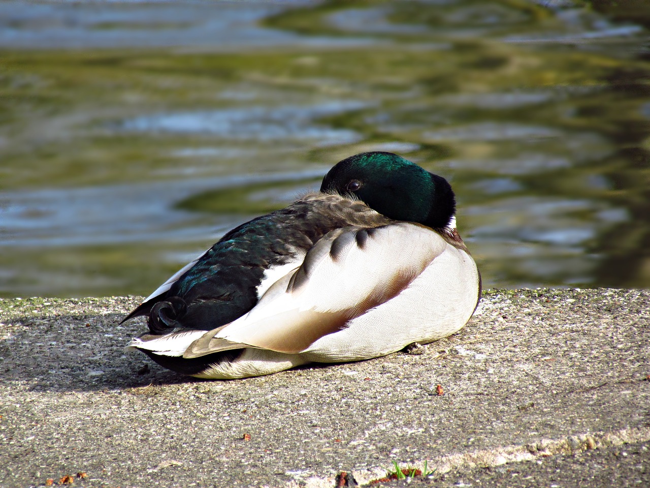 nature  birds  pen free photo