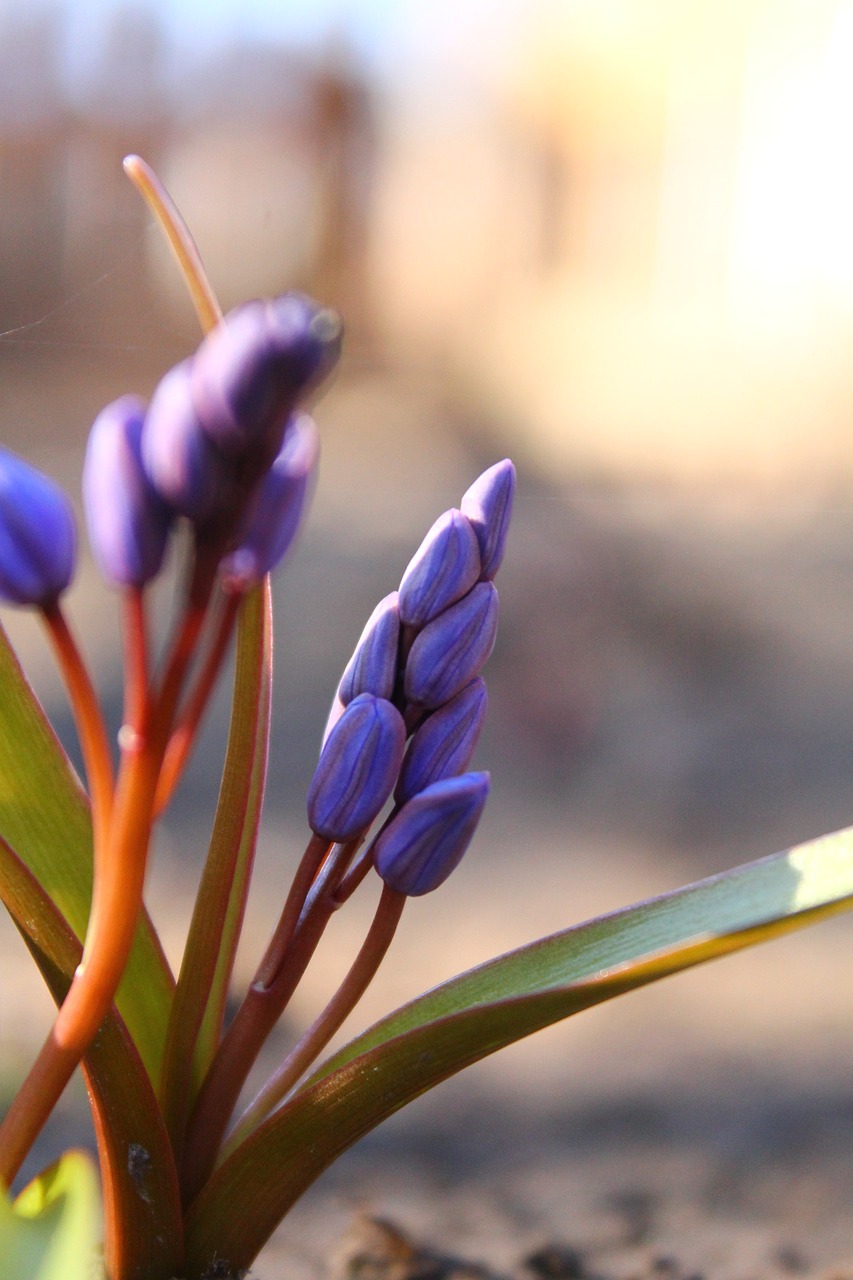 nature  snowdrop  plant free photo