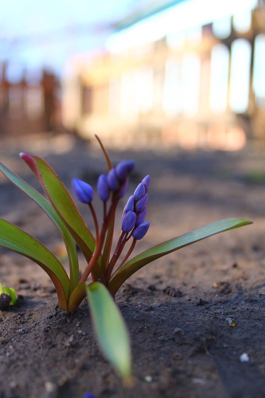 nature  plant  snowdrop free photo