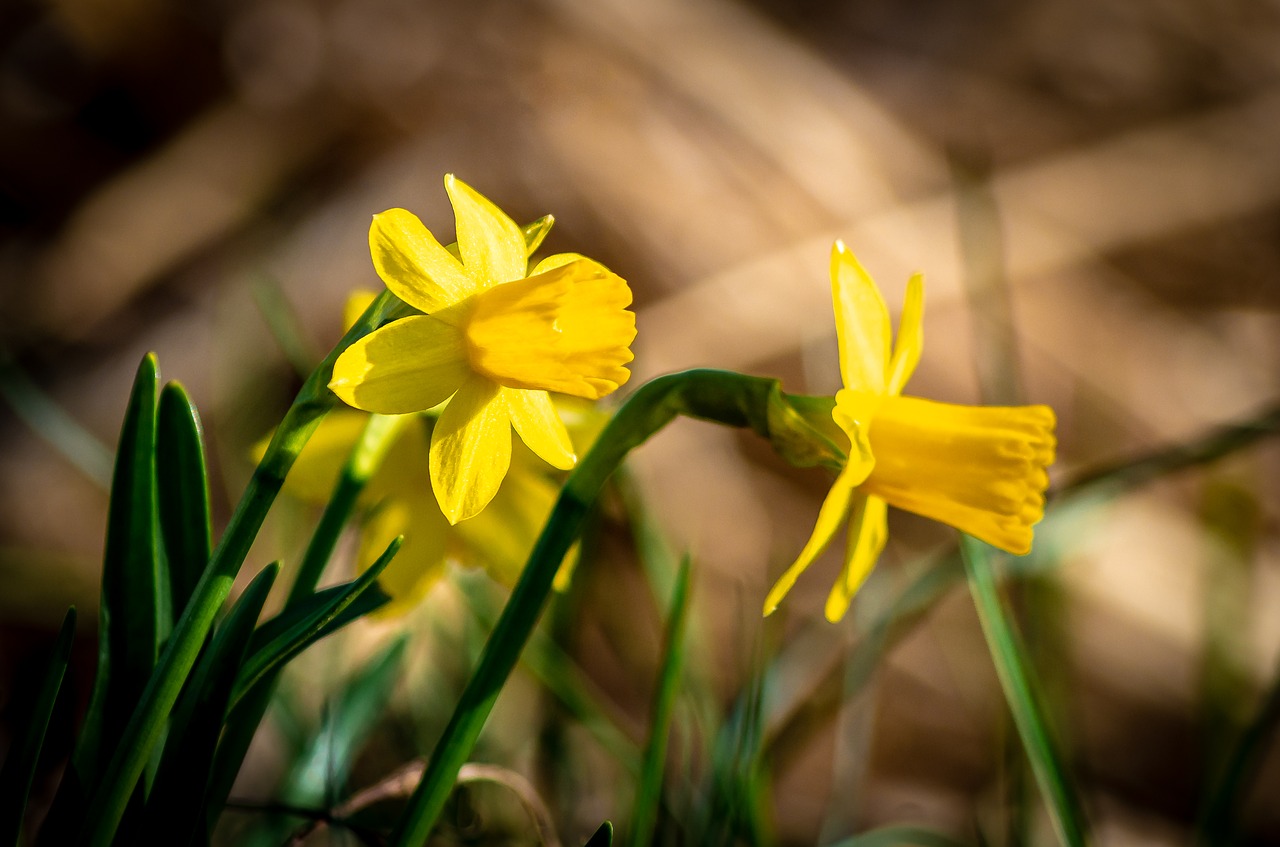 nature  flower  plant free photo