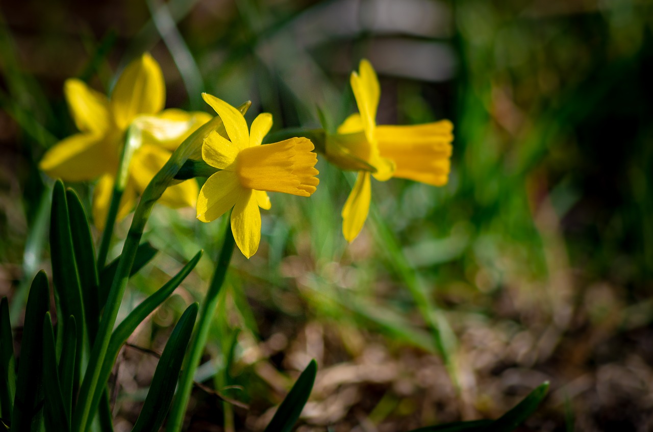 nature  flower  plant free photo