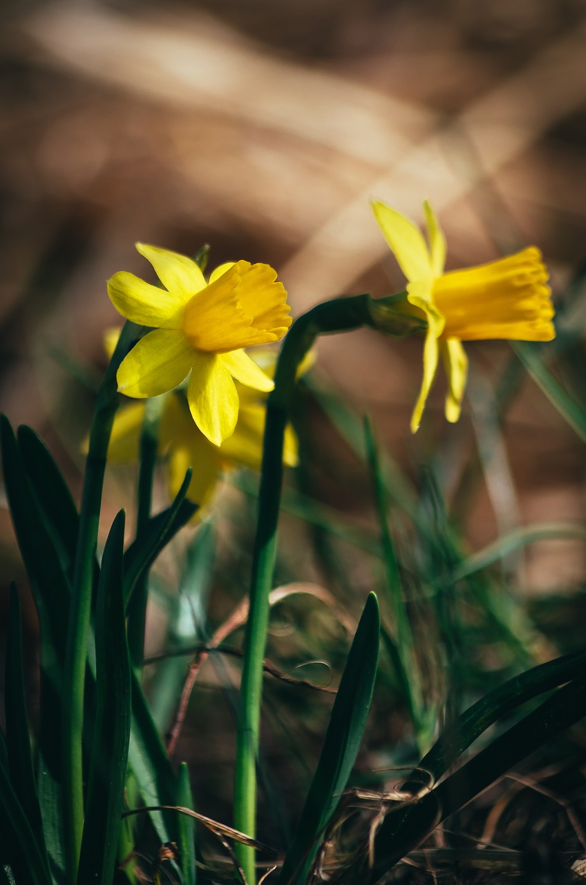 nature  flower  plant free photo