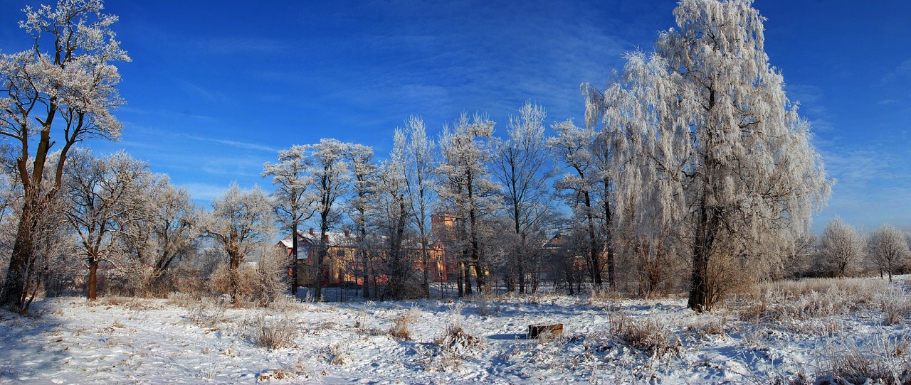 nature  winter  tree free photo