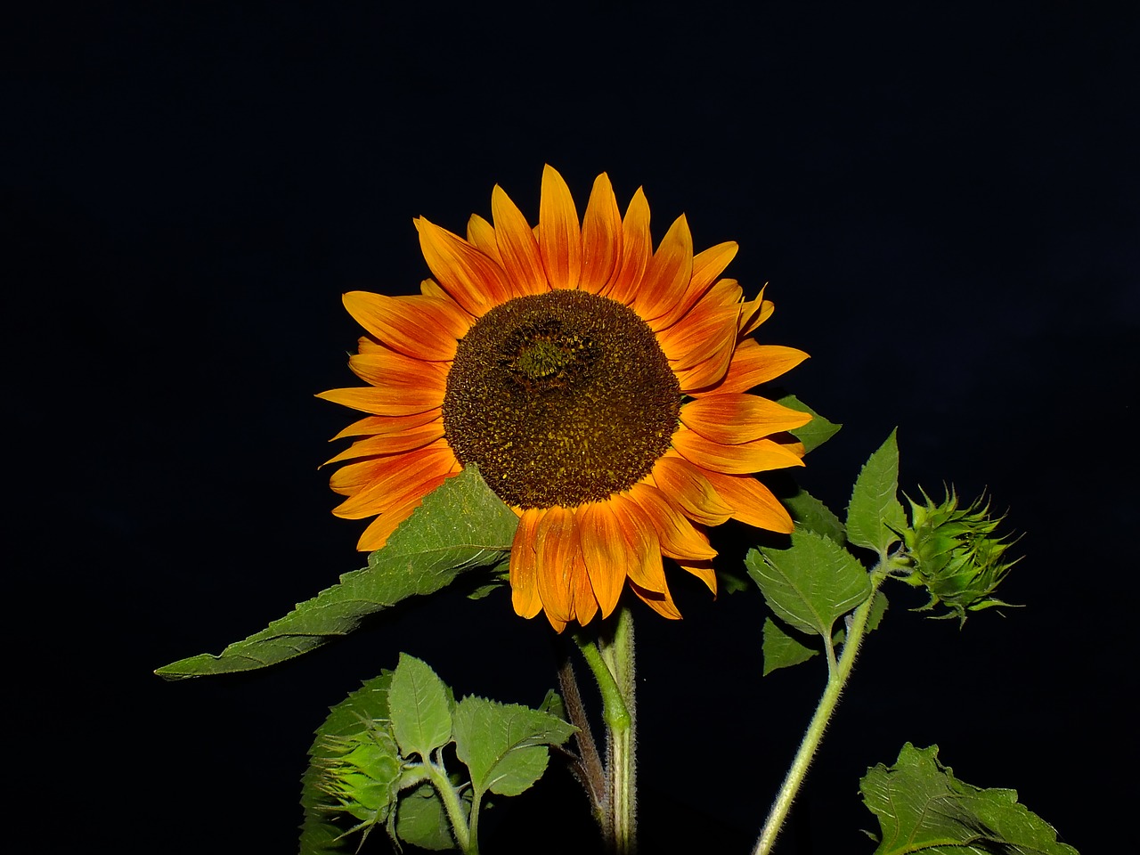 nature  flower  plant free photo