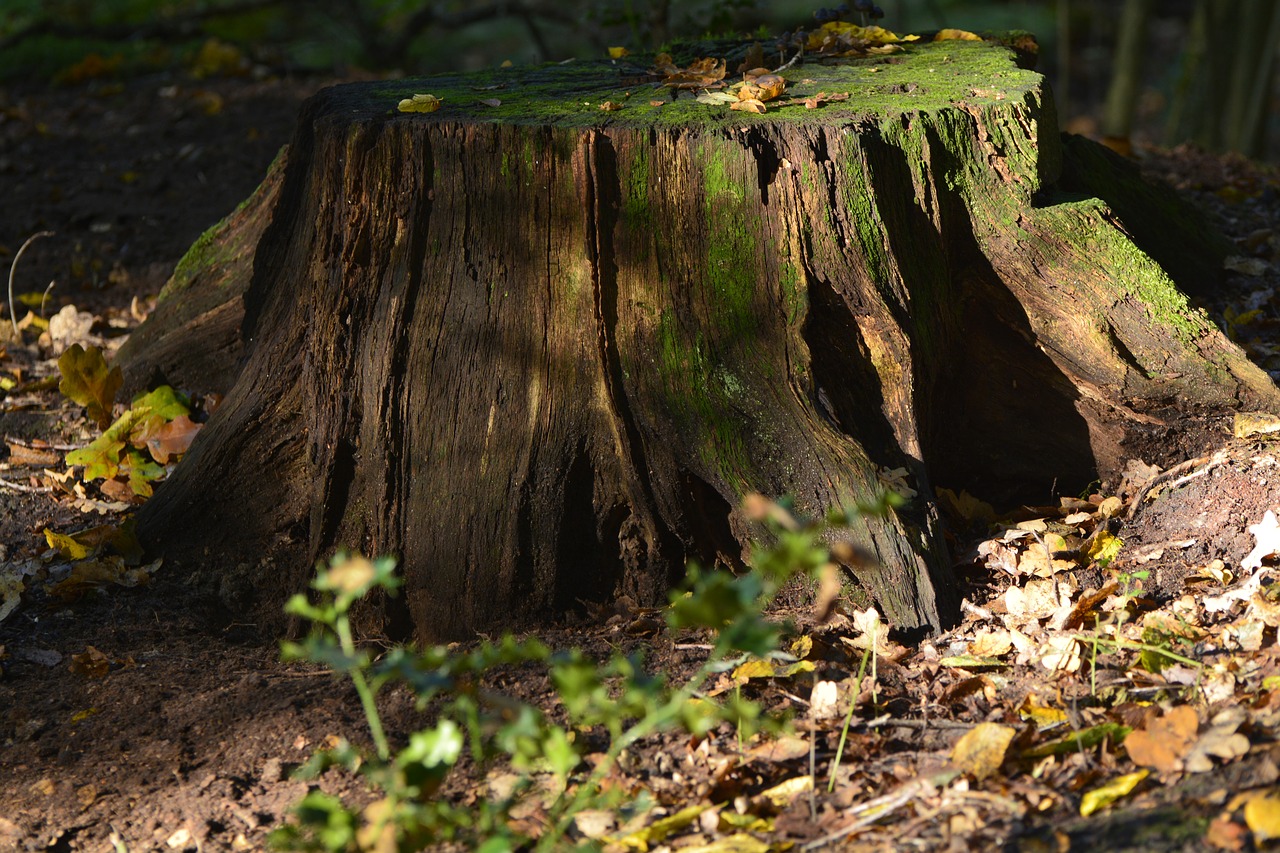 nature  wood  tree free photo