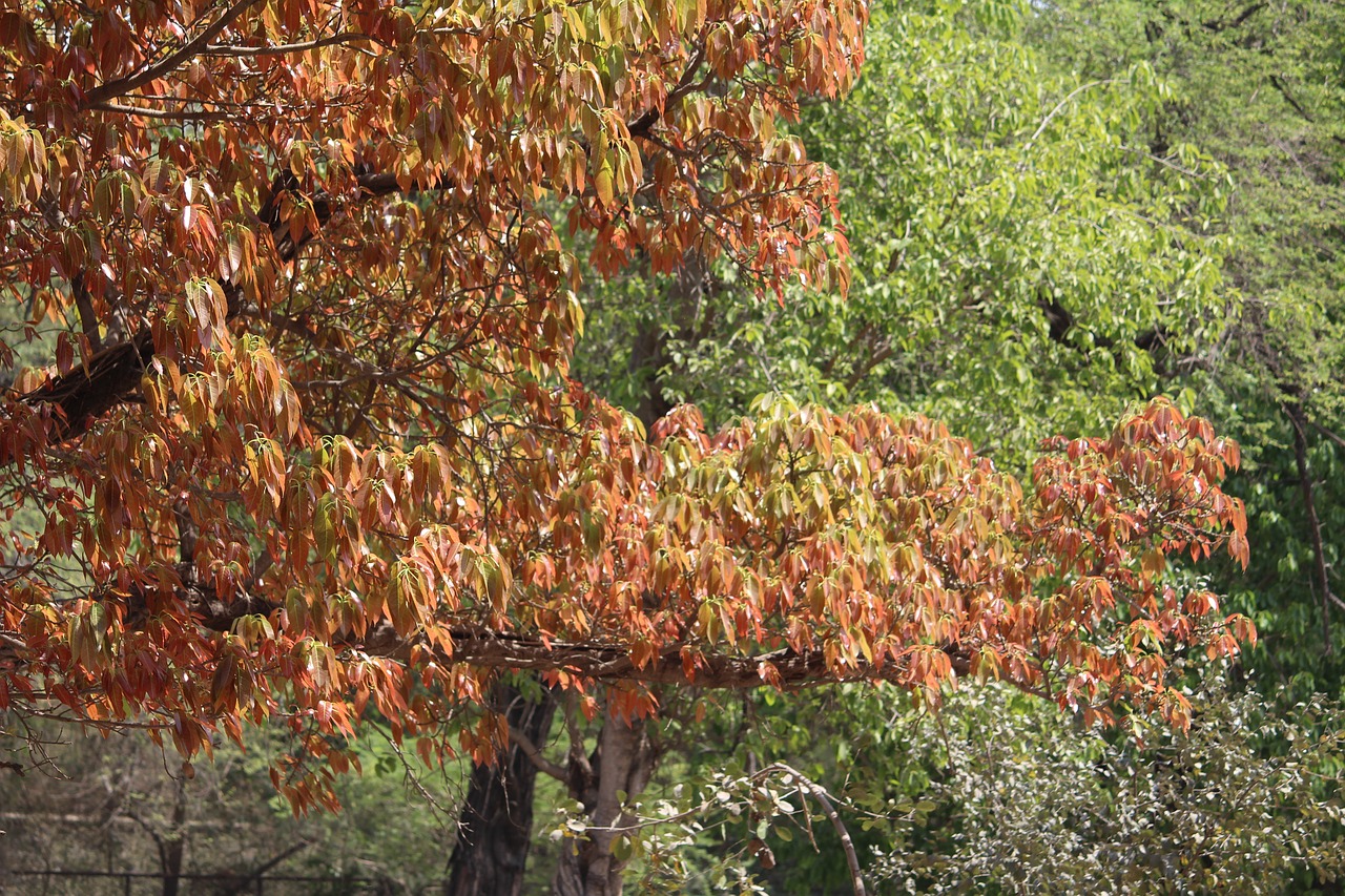 nature  leaf  tree free photo