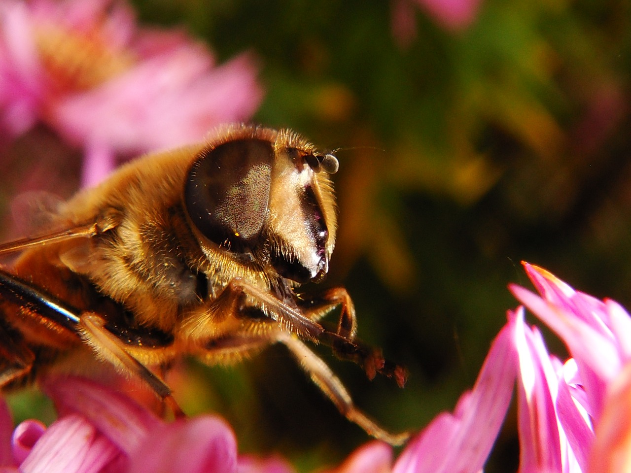 nature  flower  insect free photo