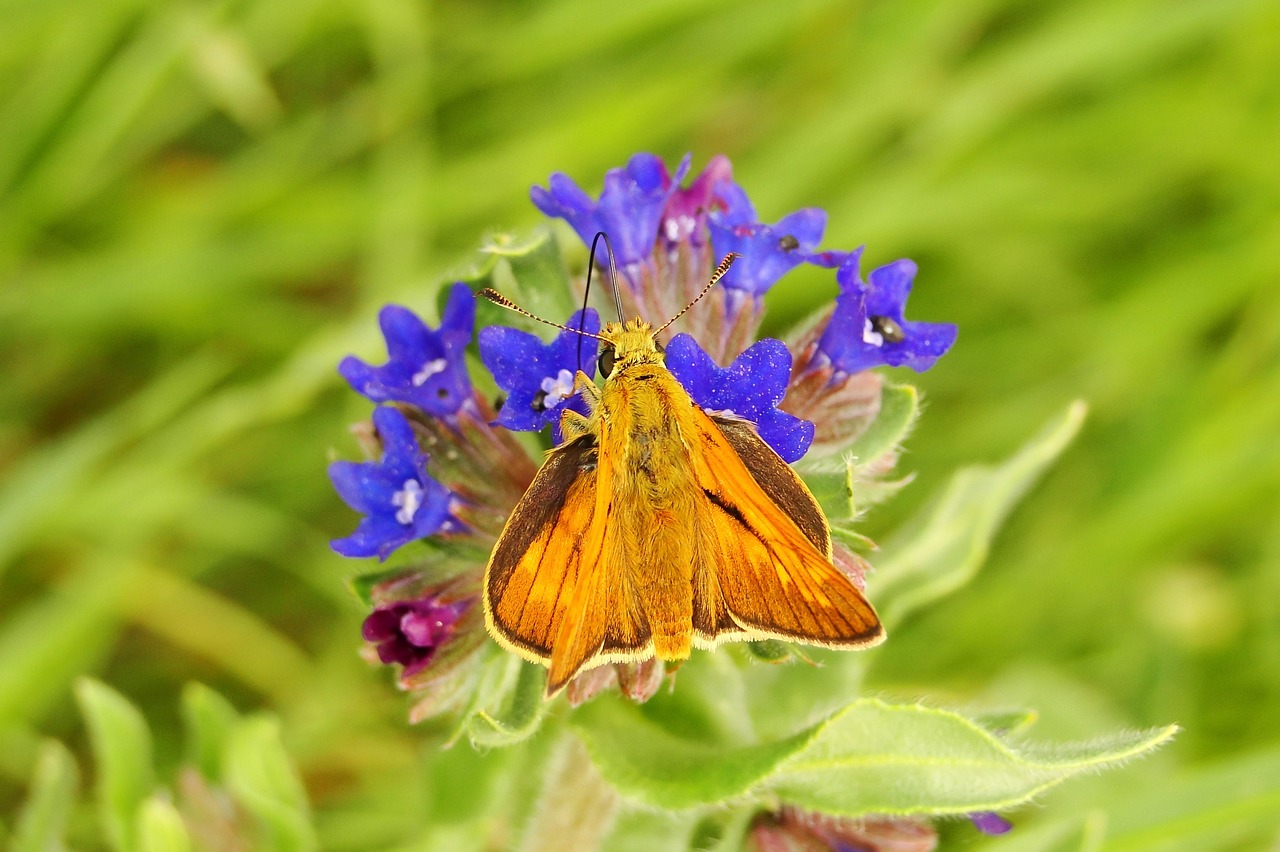 nature  flower  plant free photo