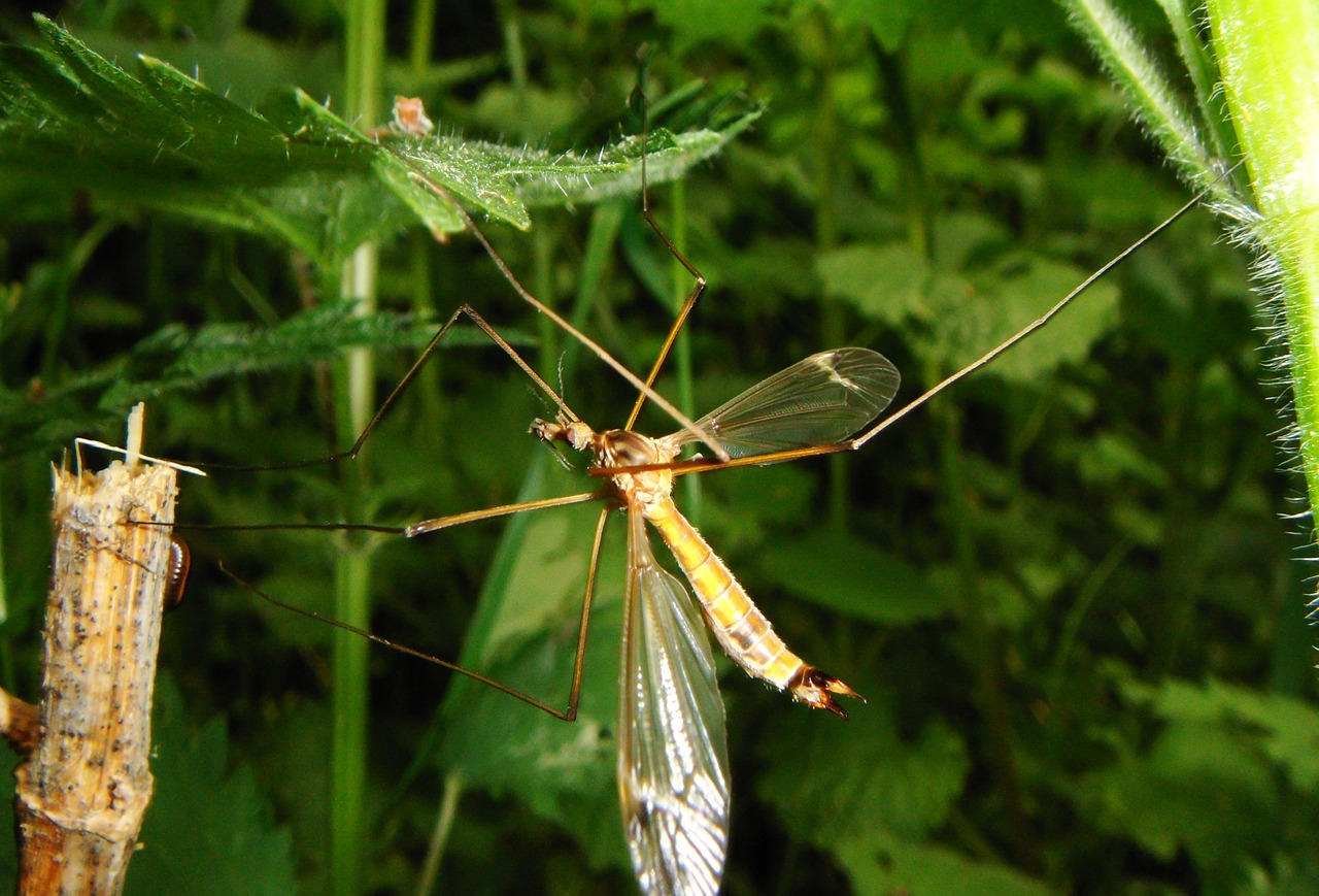 nature  at the court of  insect free photo