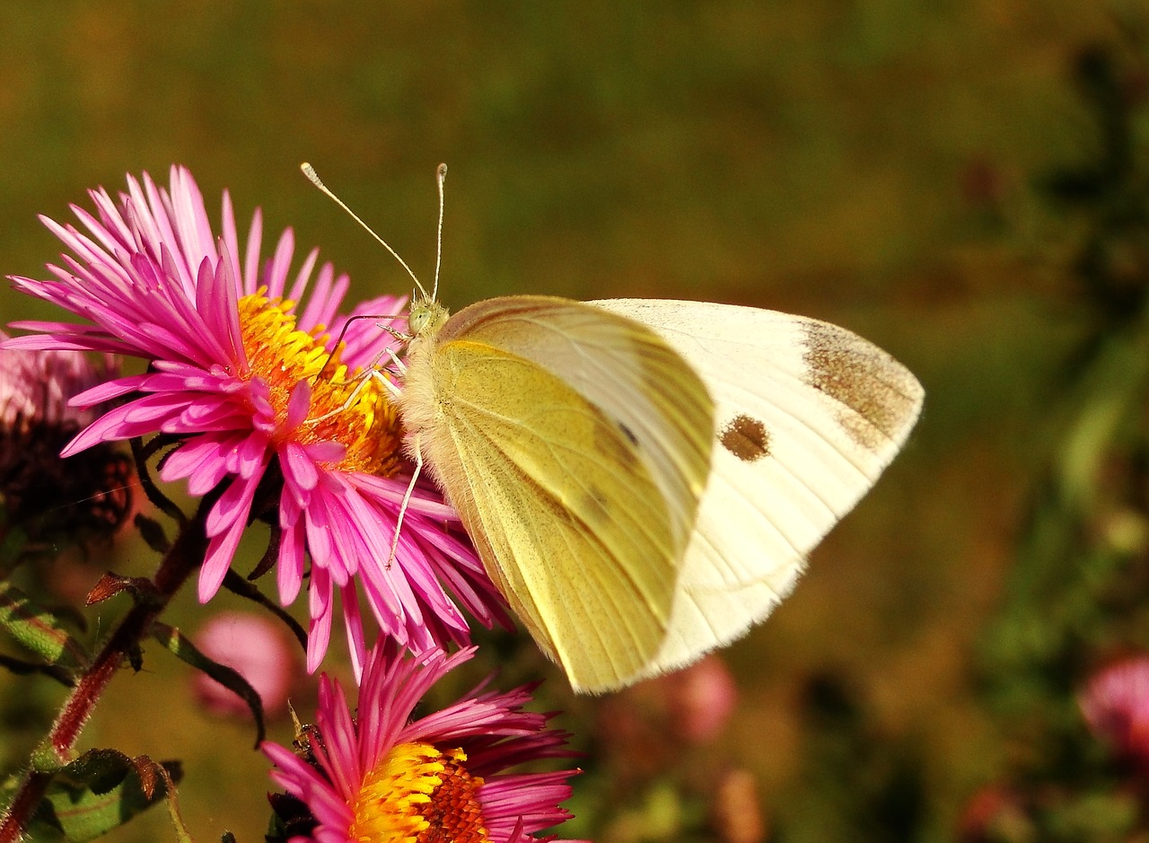 nature  butterfly day  insect free photo