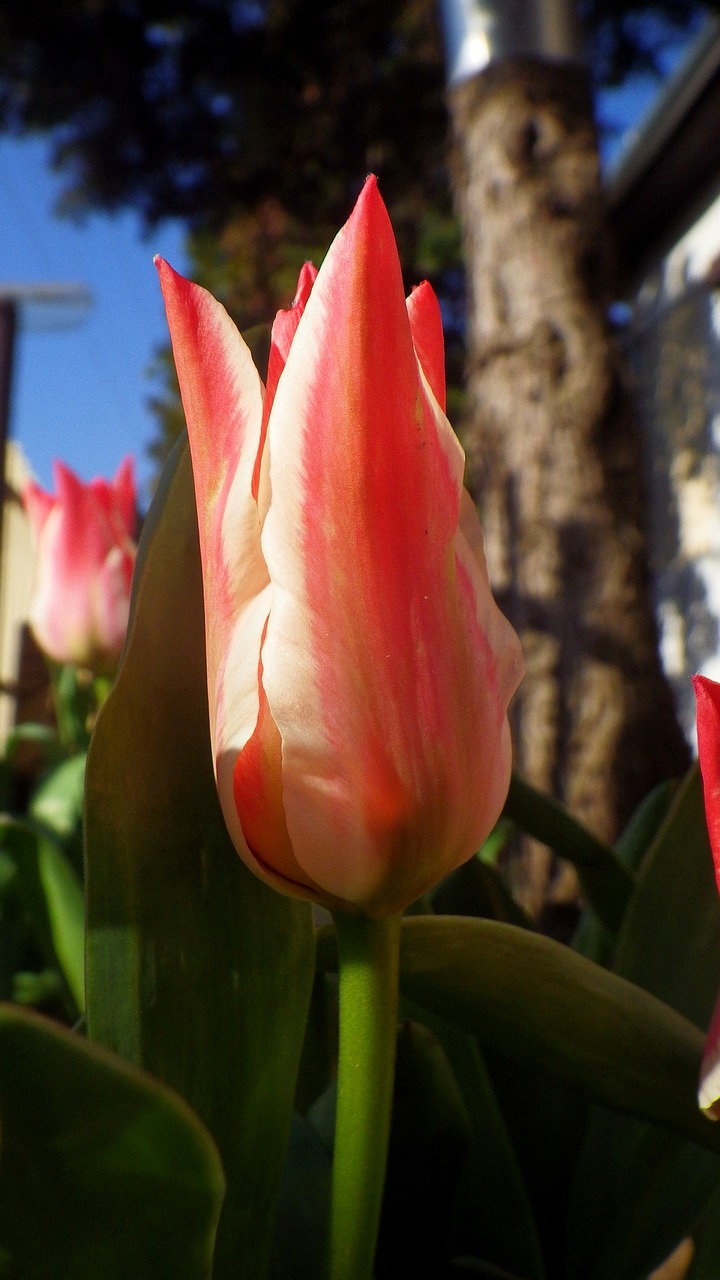 nature  flower  tulip free photo