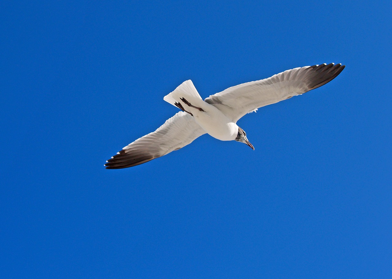 nature  outdoors  sky free photo