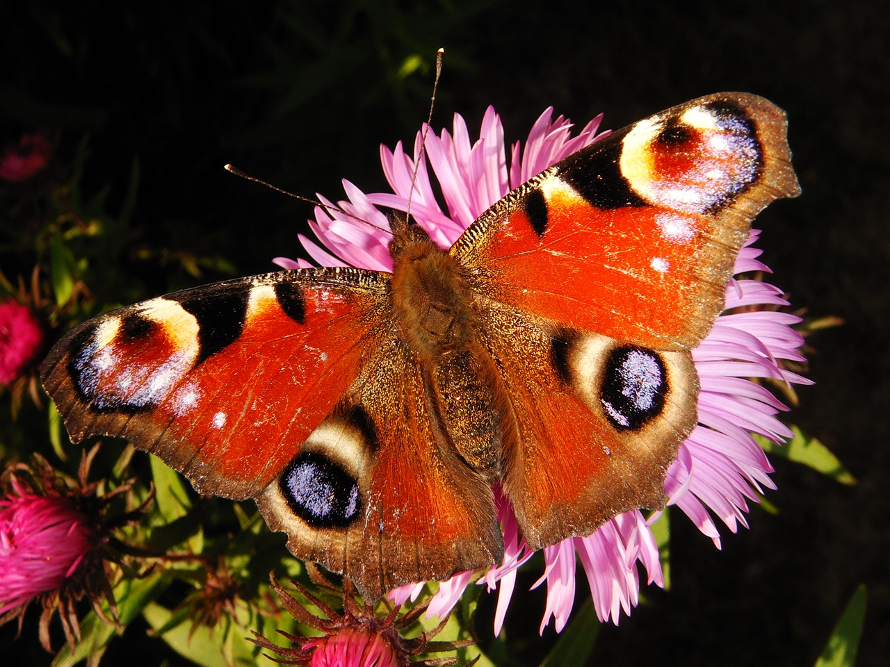 nature  butterfly day  insect free photo