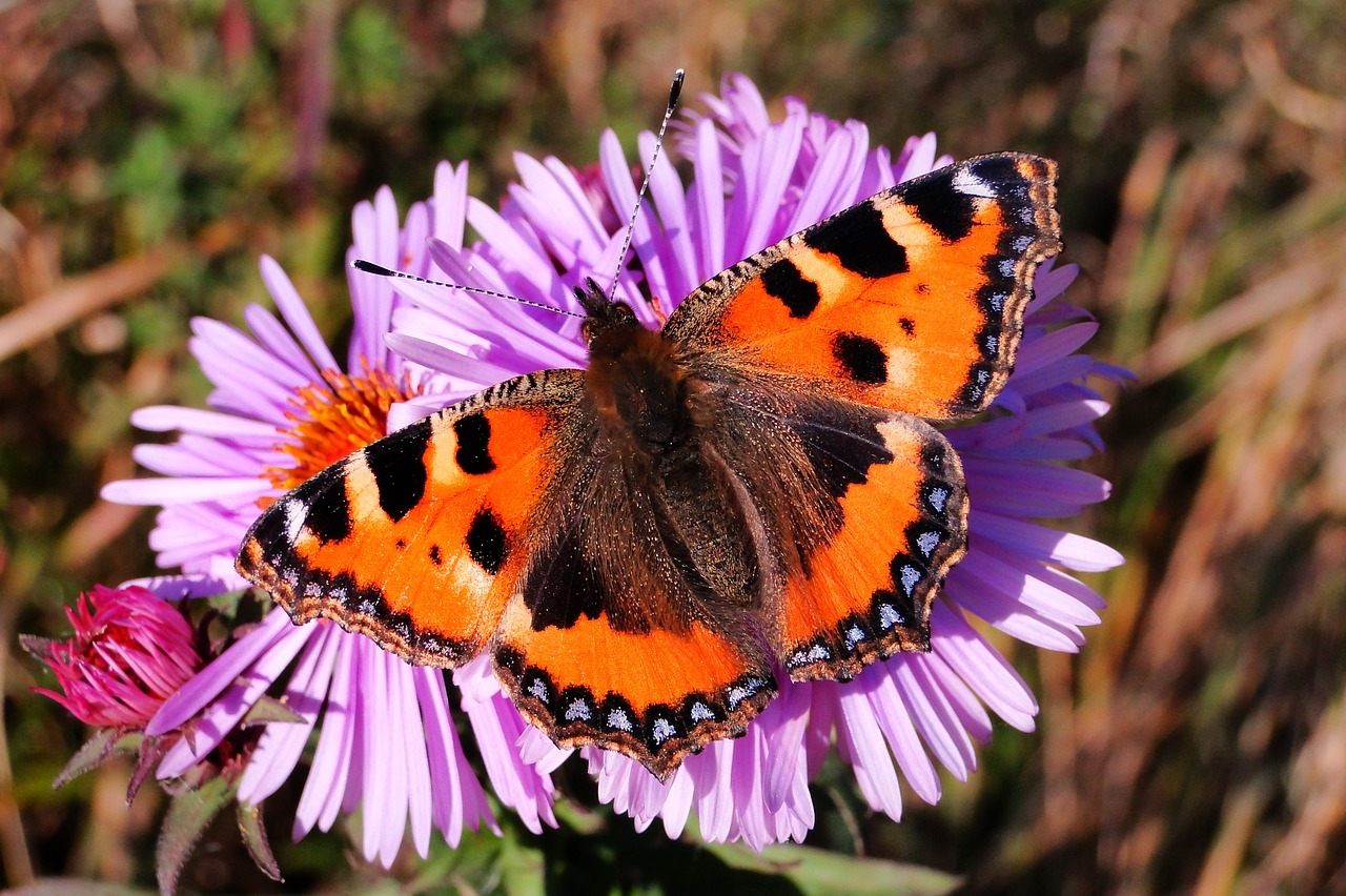 nature  insect  flower free photo