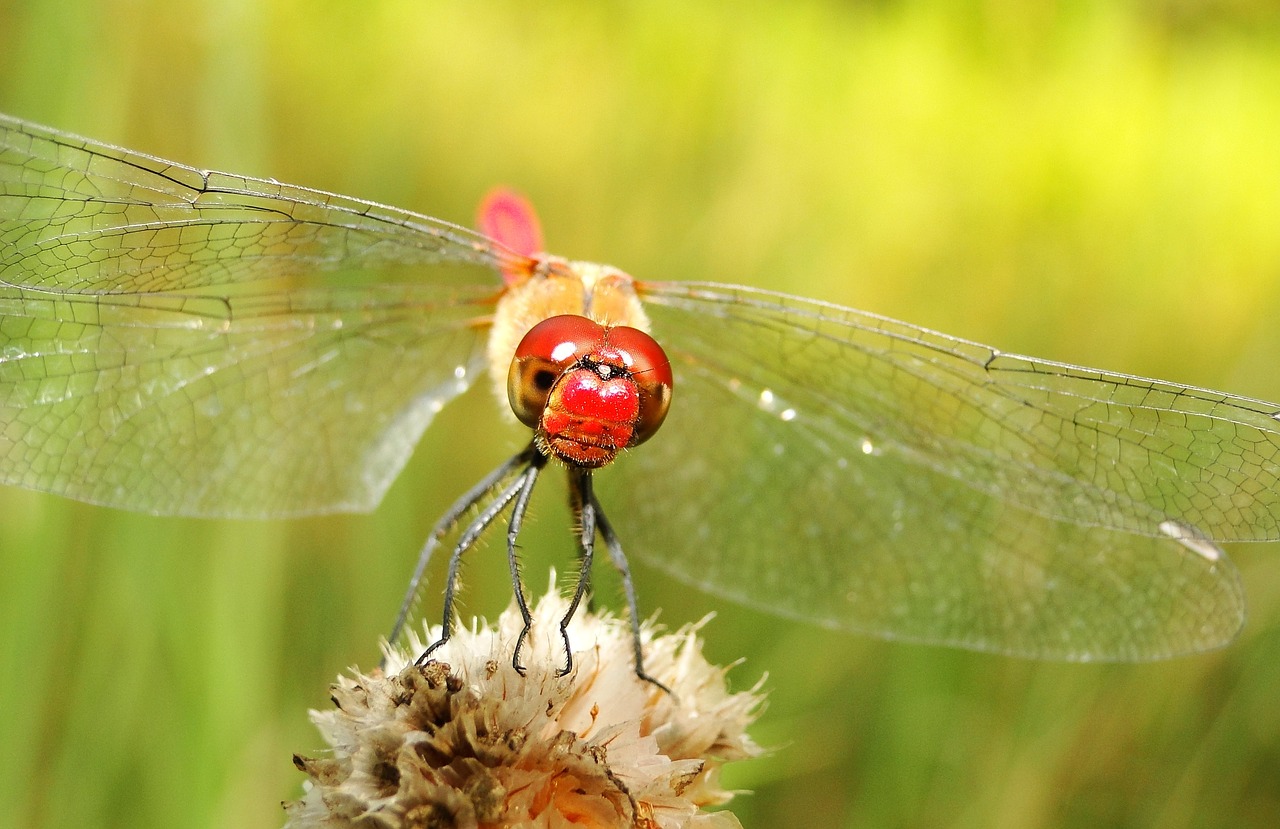 nature  insect  summer free photo