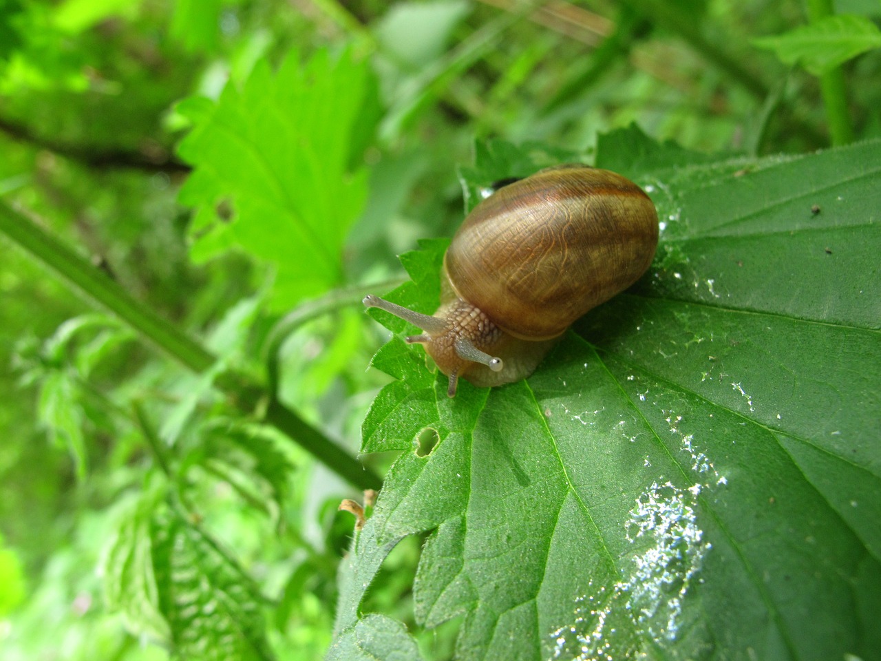 nature  garden  invertebrates free photo