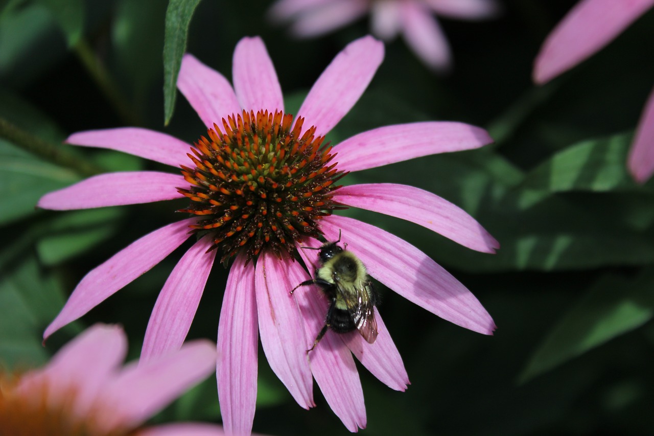 nature  flower  flora free photo