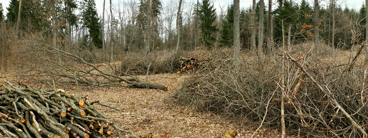 nature  tree  at the court of free photo