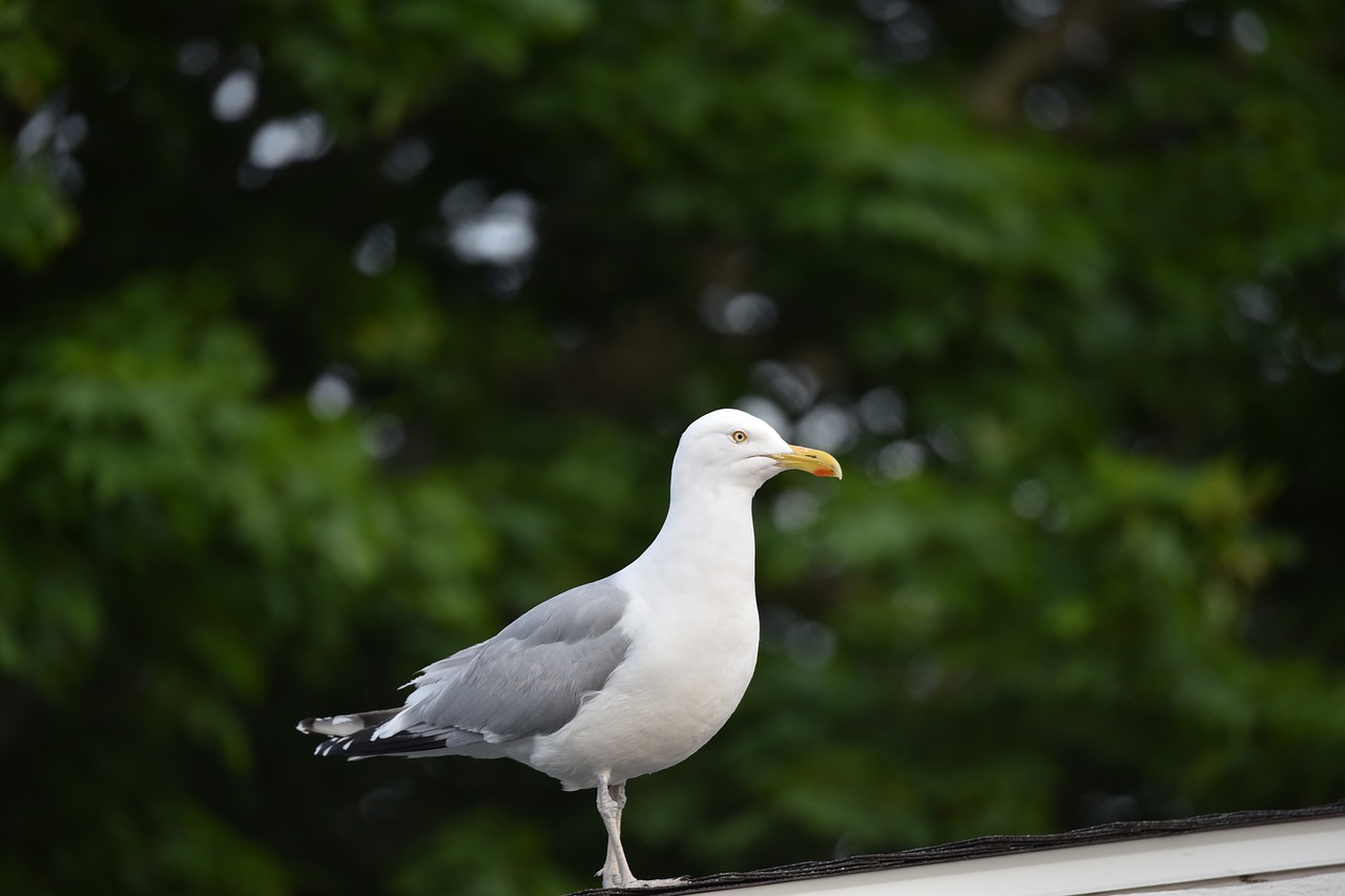 nature  bird  outdoors free photo