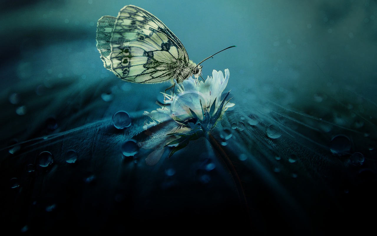 nature  butterfly  animal free photo