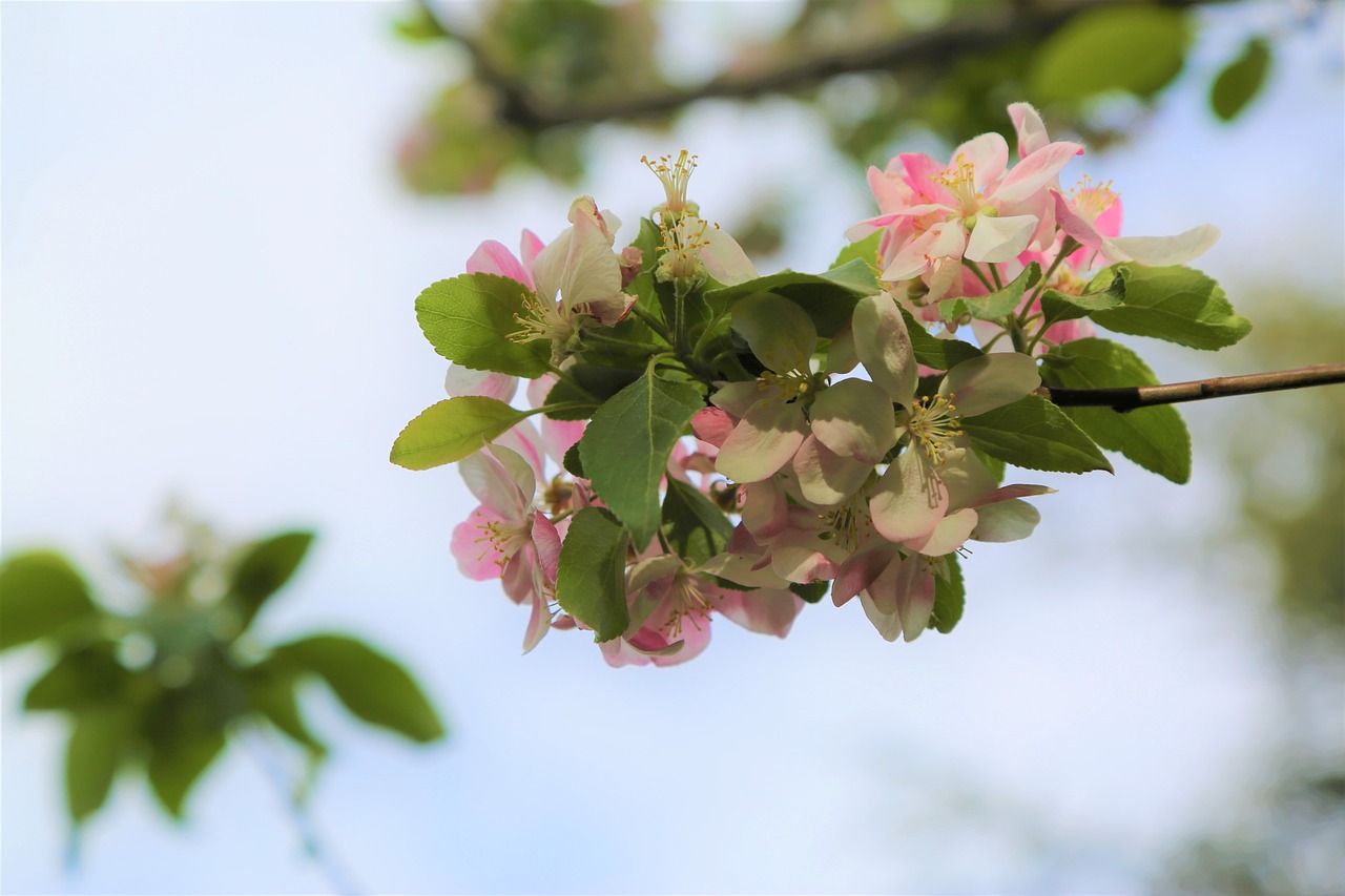 nature  flower  plant free photo