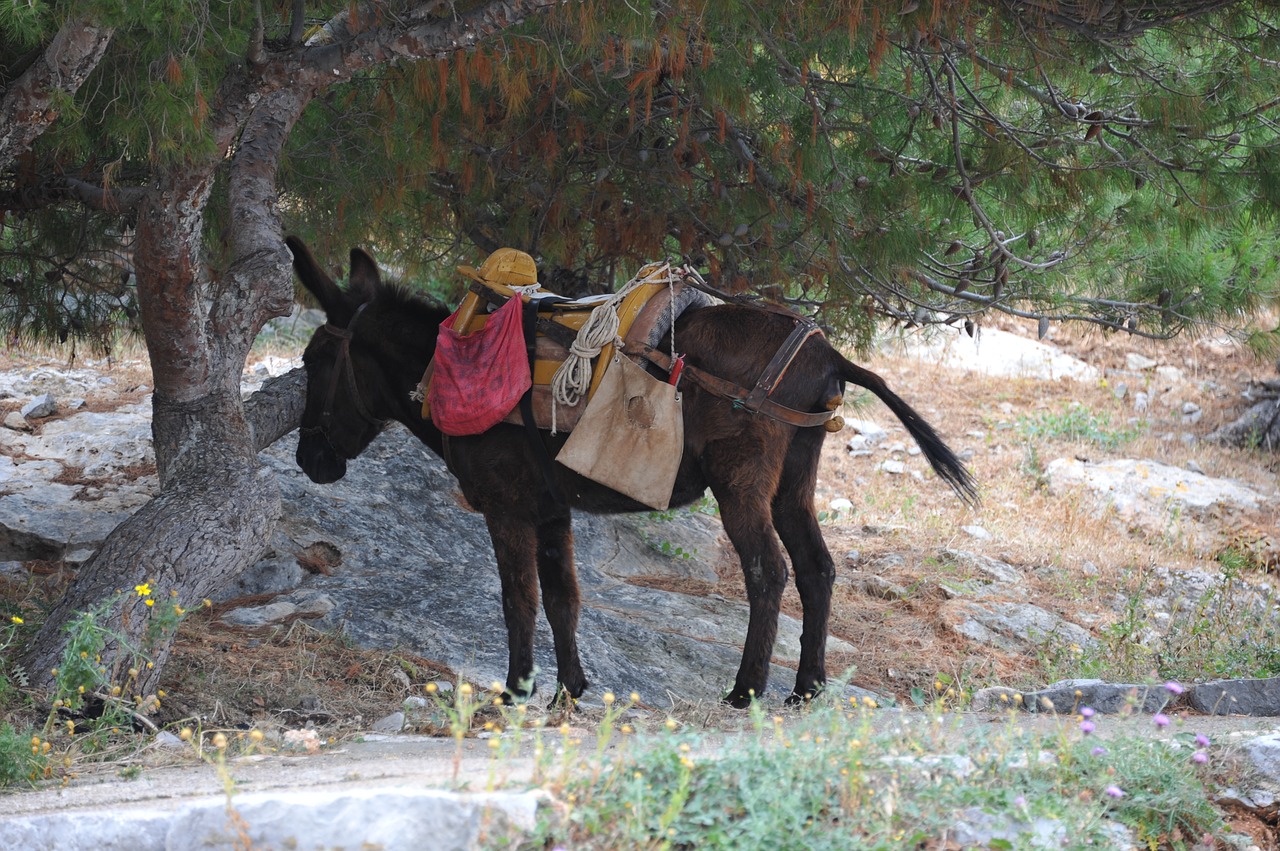 nature  mammal  outdoor free photo