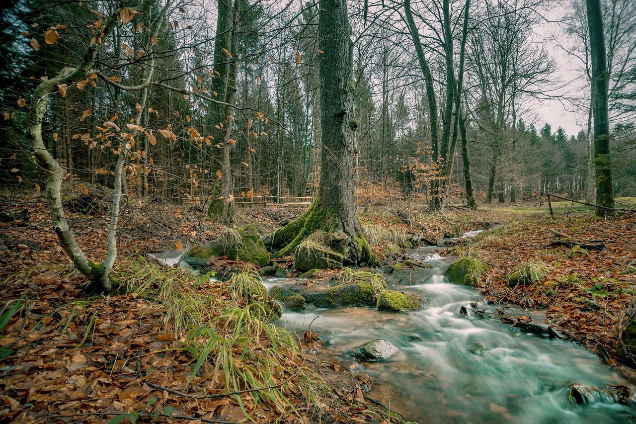 nature  tree  landscape free photo