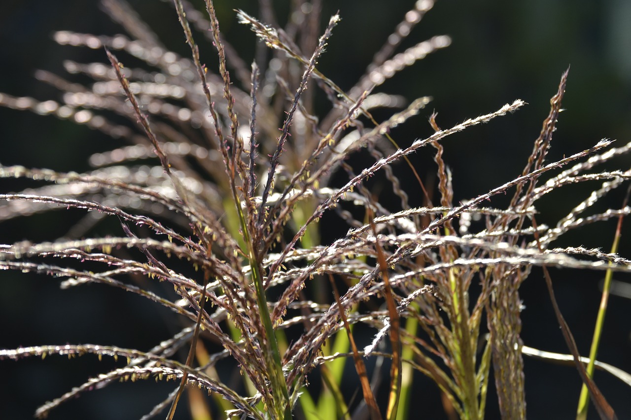 nature  plant  grass free photo