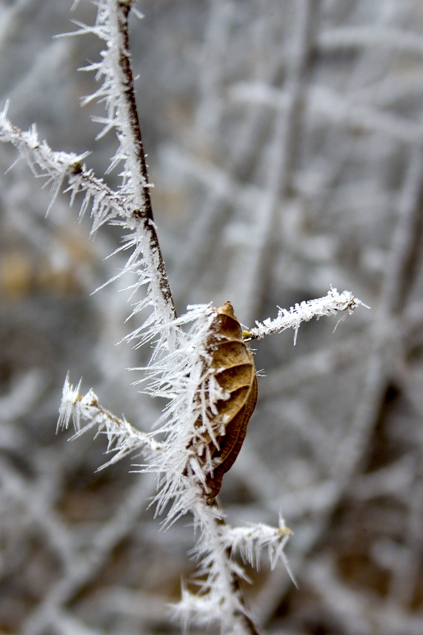 nature  brina  winter free photo