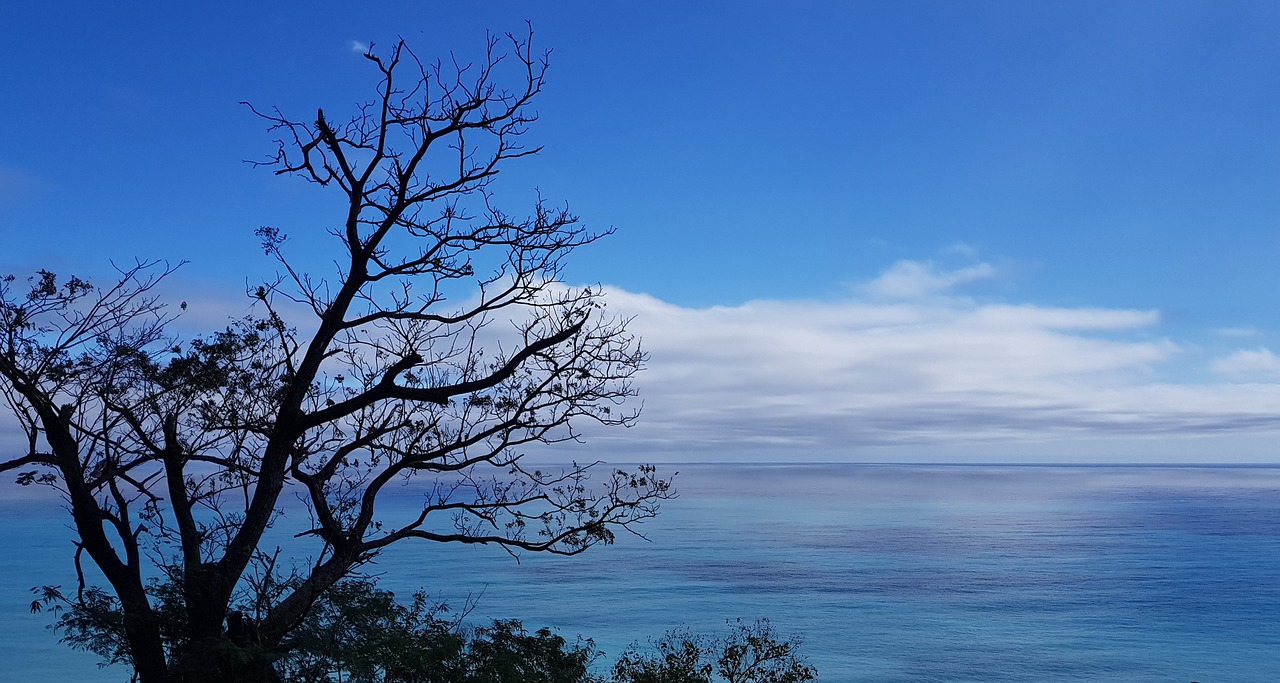 nature  landscape  tree free photo