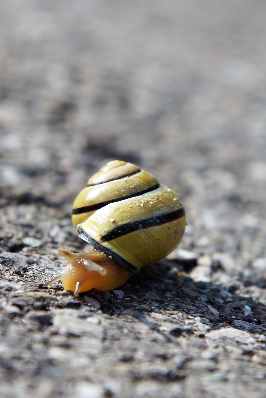 nature  animal  close up free photo