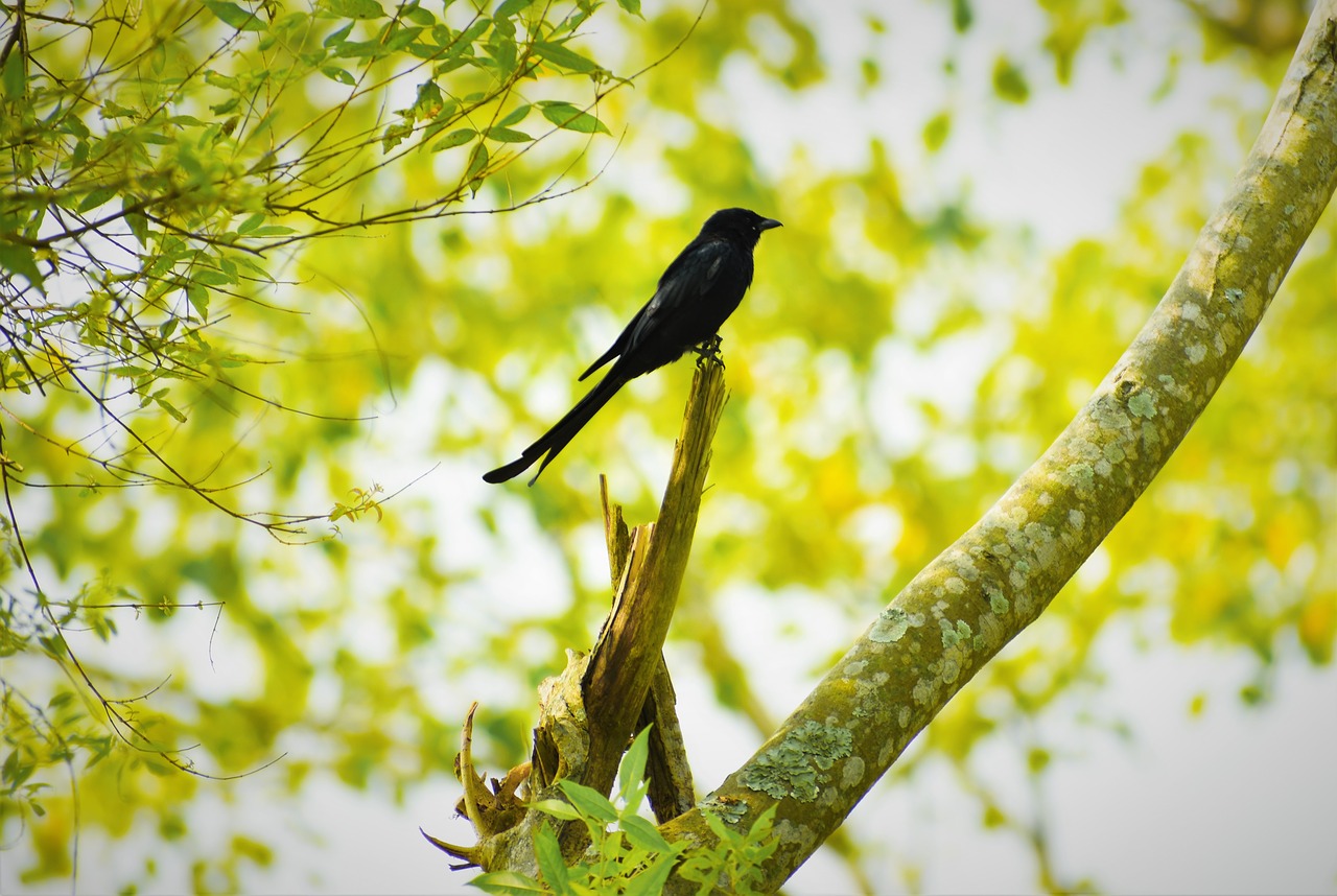 nature  bird  outdoors free photo