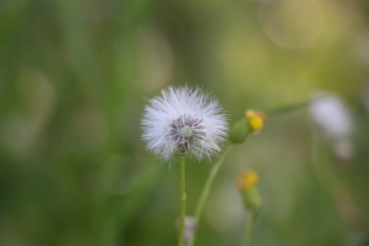 nature  flora  summer free photo