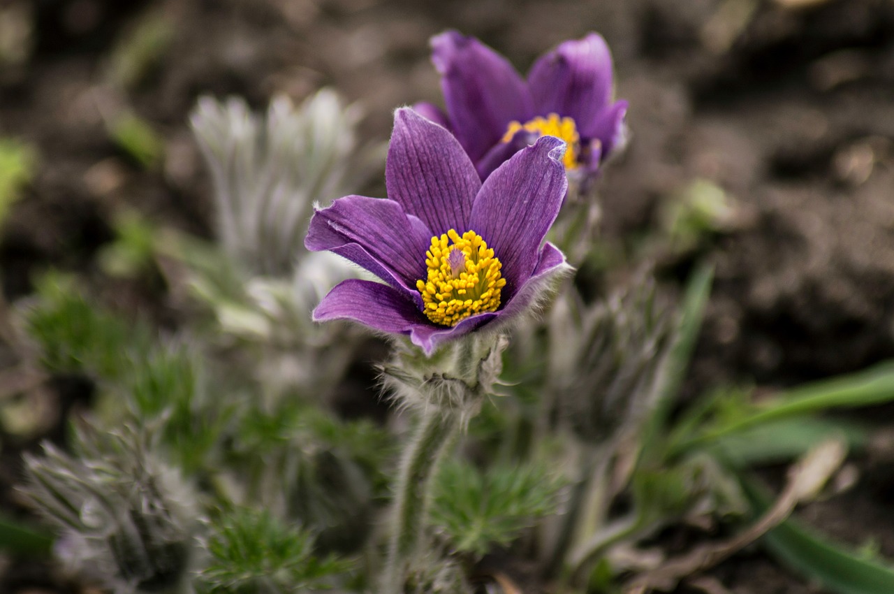 nature  flower  plant free photo