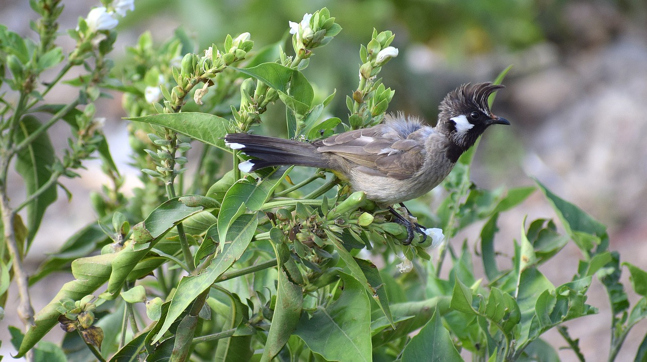 nature  bird  wildlife free photo