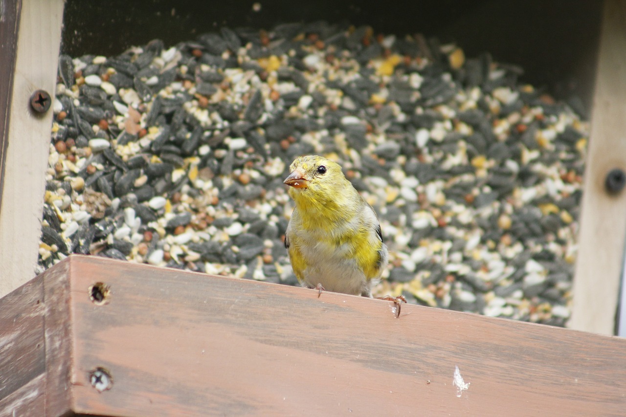 nature  outdoors  bird free photo