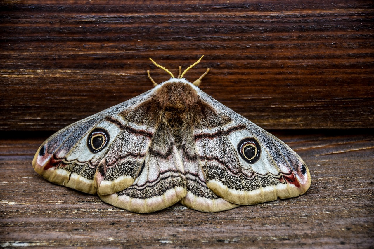 nature  animals  butterfly free photo