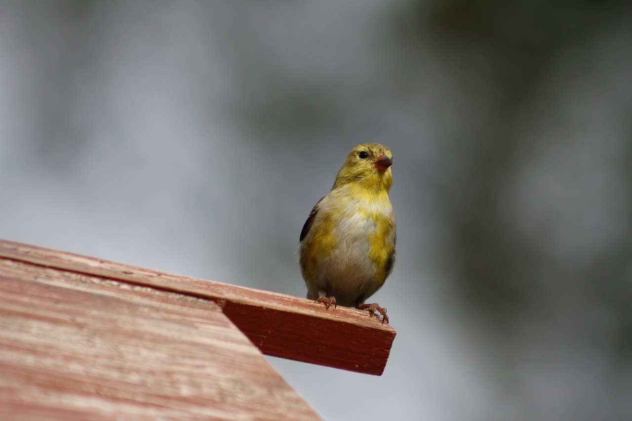 nature  outdoors  bird free photo