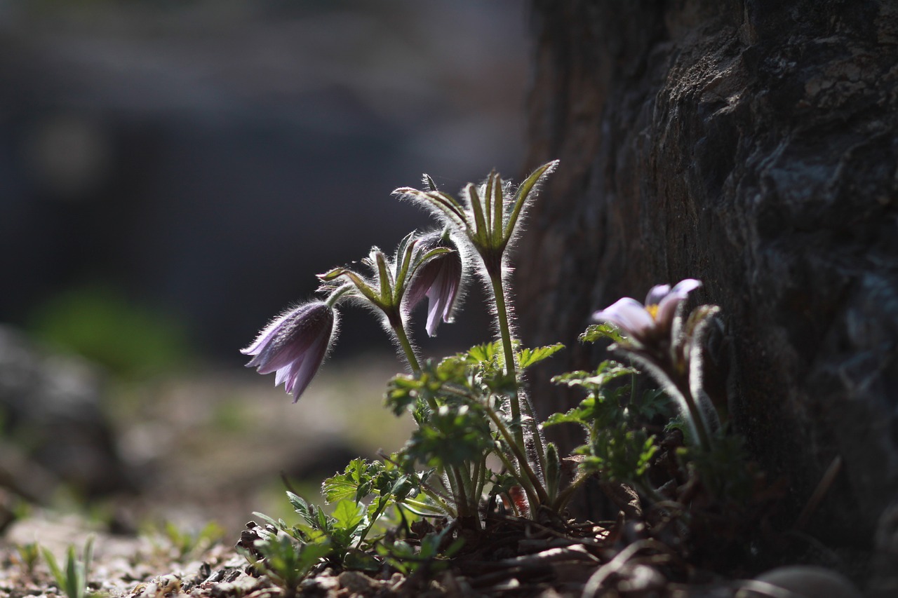 nature  plants  outdoors free photo