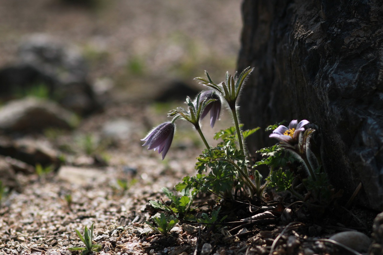 nature  plants  outdoors free photo