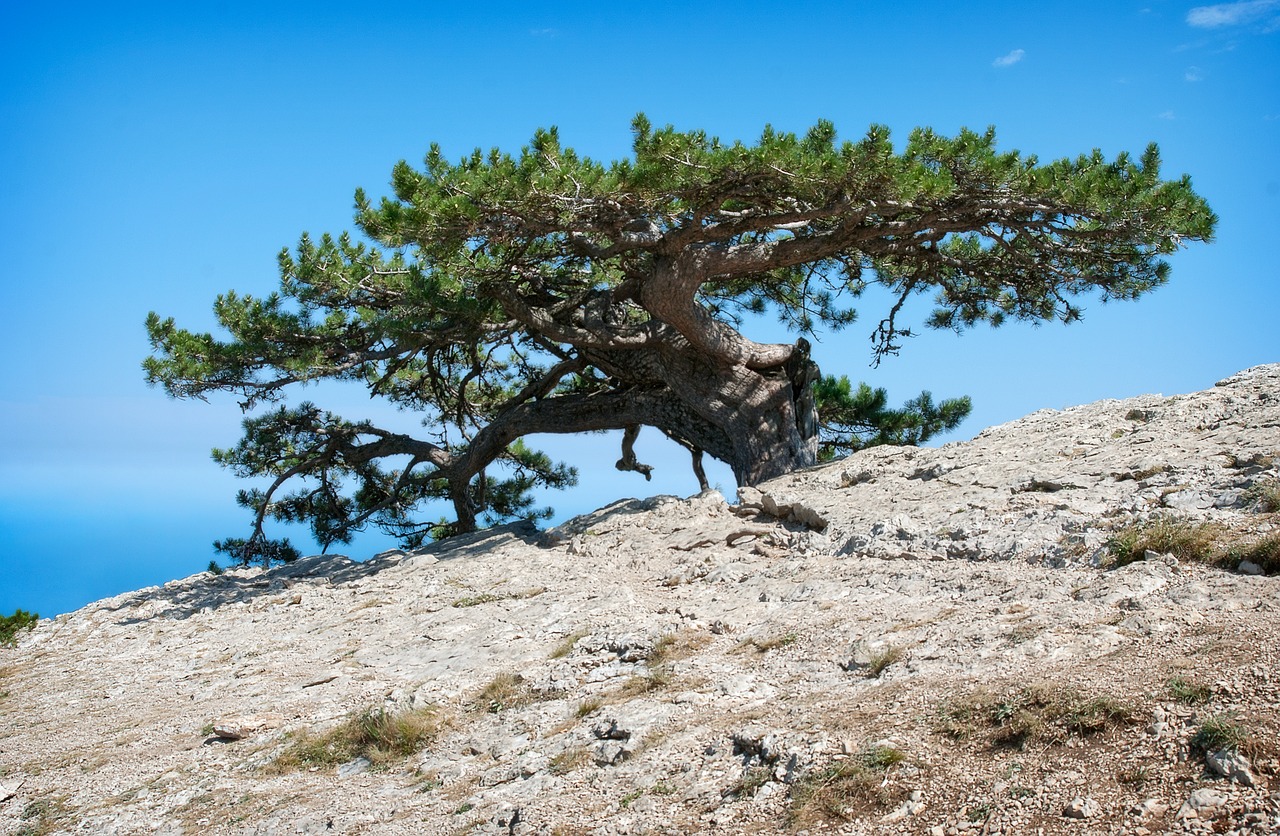 nature  landscape  tree free photo